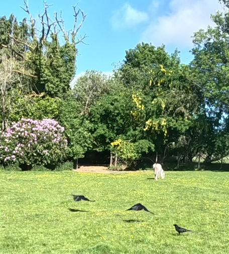 Three crows who have been taking bits of biscuits. Two of them have just taken off and are flying away while the third is still collecting bits. You can see a distant donkey. It's a lovely day, blue sky, green grass and some purple on the rododendron and some yellow blossom, very pretty and nice.