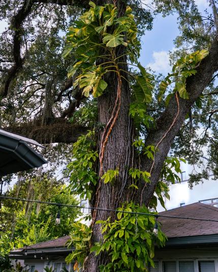 Golden pothos vine grows alongside an old oak tree. The tree is right up against the front of a cottage home. The vine leaves are bright green against the cloudy blue sky.

Source for captions: https://ntrs.nasa.gov/citations/20160005687
https://extension.sdstate.edu/pothos-devils-ivy-golden-pothos-house-plant-how