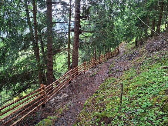 A hand-built wooden fence made of smooth, stripped logs runs alongside a dirt path through a sloped forest. The fence curves naturally with the terrain, supported by round vertical posts and attached to a large tree on the left. The forest is dense with tall evergreen trees, and the ground is a mix of soil, rocks, and wood shavings, with some moss and sparse undergrowth.