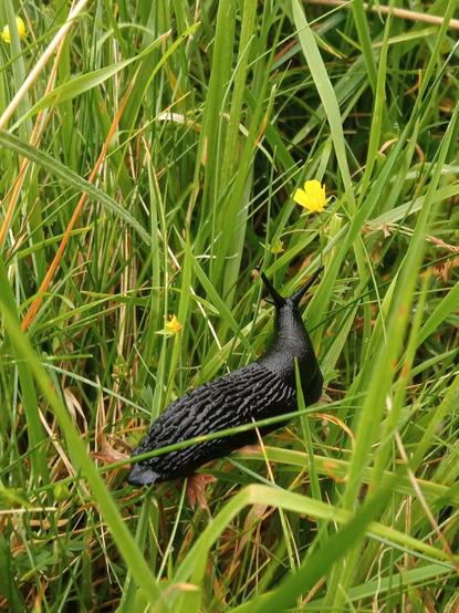 Una babosa negra, grande, húmeda y viscosa en un suelo de hierbia verde y tierra oscura en Northumberland. Su cuerpo es rugoso.