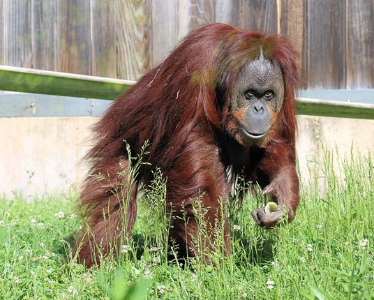 Orangutan Bonnie is gathering browse in the yard outside the Great Ape House.