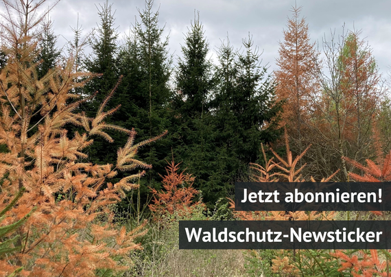 Waldschutz-Newsticker (Foto: FVA BW/Grüner)