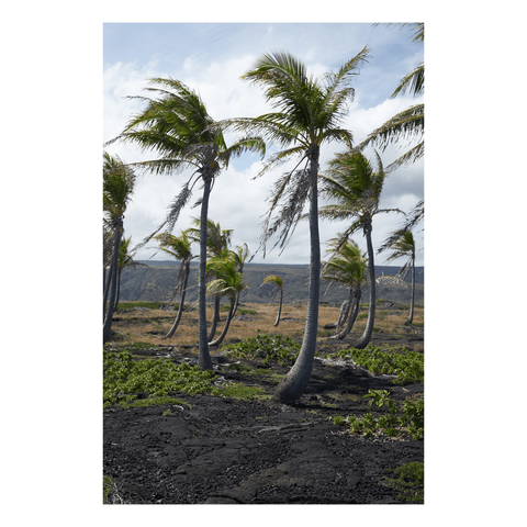 palm trees sway in a coastal wind with a past lava flow behind them