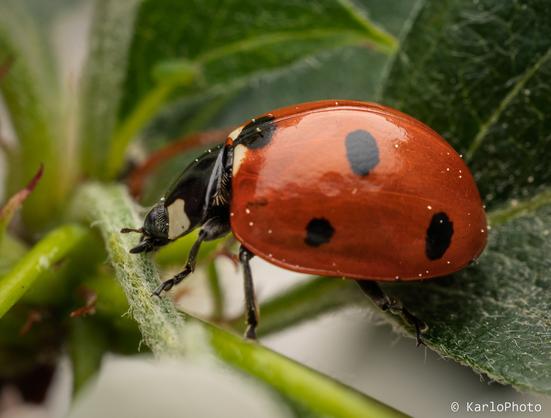 A ladybug climbing among some leaves.
