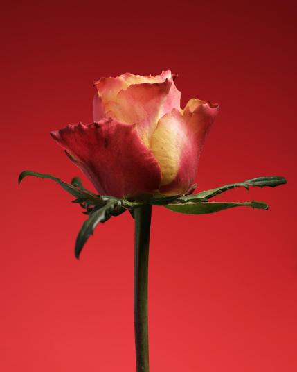 Red and yellow rose on a red background