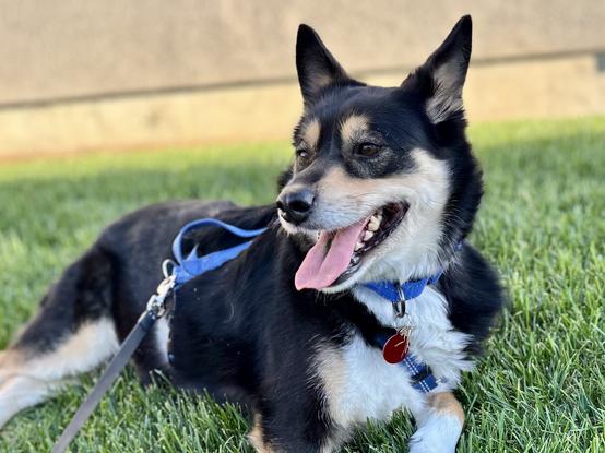 A black, tan, and white dog laying in the grass with her tongue out and looking content.