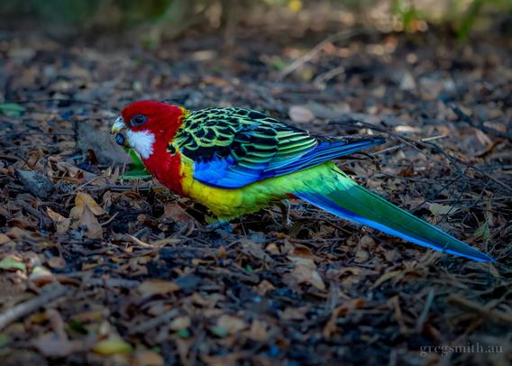 An eastern rosella, Platycercus eximius, on the ground amongst dead leaves and sticks, eating a dark purple berry.