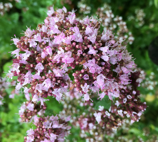 Eine volle weiß-violette Oreganoblüte mit ganz vielen kleinen Einzelblüten als Dolde. Die Pflanze ist ein Bienenmagnet.