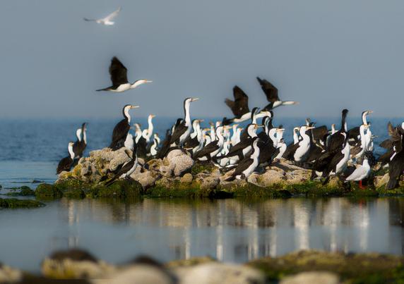 A flock of approximately 40 pied cormorants stands together at low tide