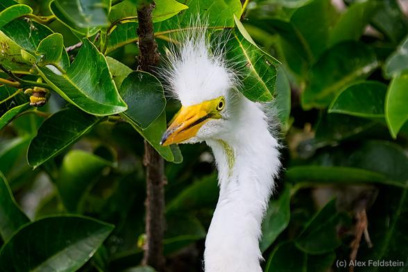 Very young Egret at the wetlands in South Florida