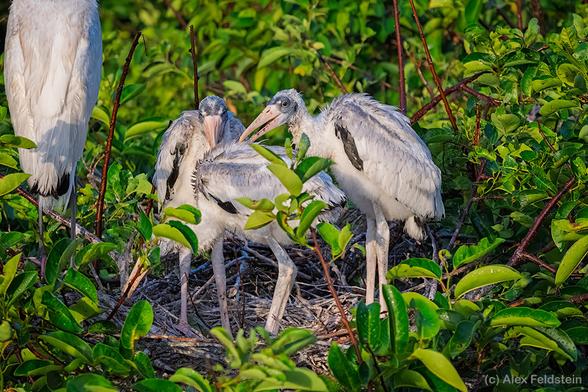 Wood stork youngsters on the nest