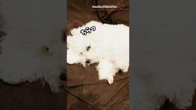 【ビションフリーゼ】お散歩キャンセル界隈のもふ犬 【犬と猫、両方飼ってると毎日かわいい♥】