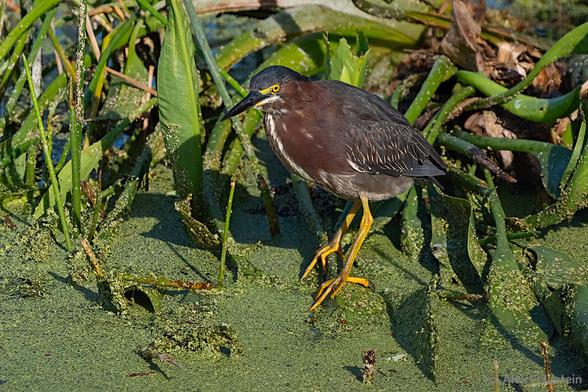Green Heron on the marsh