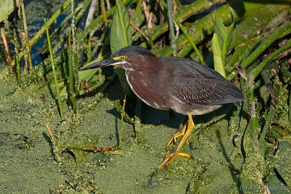 Green Heron on the marsh