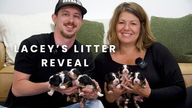 Lacey's F1 Mini Bernedoodle Puppies | Litter Reveal!!