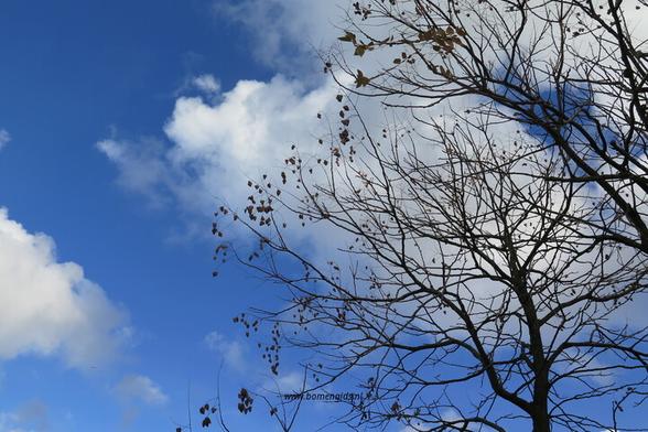 Photo of treespecies Koelreuteria paniculata : Category is winter