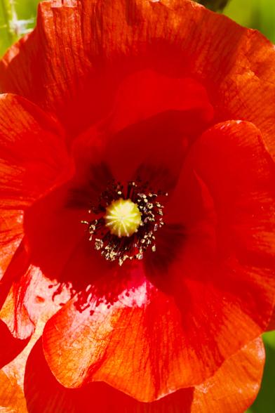 fleur ouverte de coquelicot en couleurs