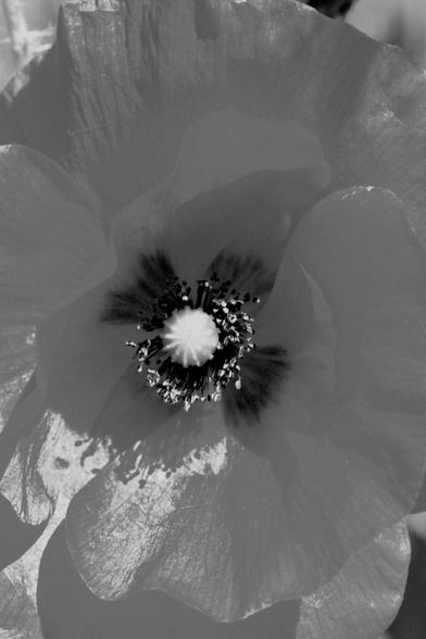 fleur ouverte de coquelicot en noir et blanc (la même ;-)