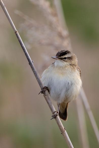 The image features a small bird perched on a reed stem. It has a pale eyebrow stripe above a darker eye-line. Its belly is covered in pale, almost white plumage, while the visible feathers on its back are a deeper brown. The background is softly blurred, filled with gentle shades of green and light pink, with a few reeds faintly visible.