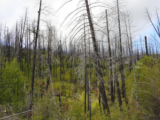 A forest of black-charred, dead tree trunks juts out of a low, lush green assemblage of aspen and small shrubs.