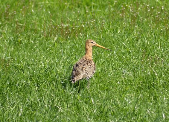 ein mittelgroßer braunroter Vogel steht im Gras, er hat einen langen orangenen Schnabel mit schwarzer Spitze und guckt seitlich in die Kamera