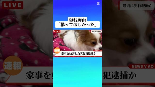 【速報】逮捕されたわんちゃん#papillon#犬との暮らし#可愛いパピヨン