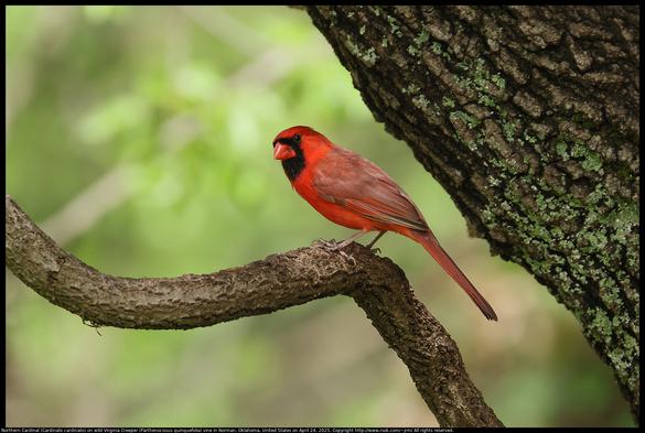 A Northern Cardinal (Cardinalis cardinalis) was standing on a wild Virginia Creeper (Parthenocissus quinquefolia) vine next to an oak tree trunk in Norman, Oklahoma, United States on April 24, 2025.