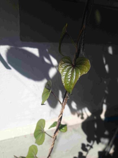 Ficelle sisal sur laquelle grimpe une igname de Chine.
Ou pomme en l'air.