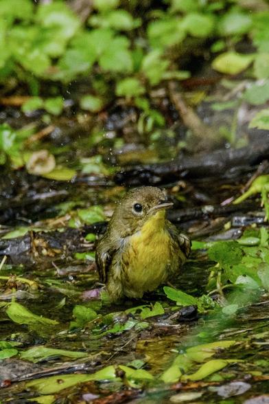 An adorable yellow and tan bird frolicking in a shallow stream of water