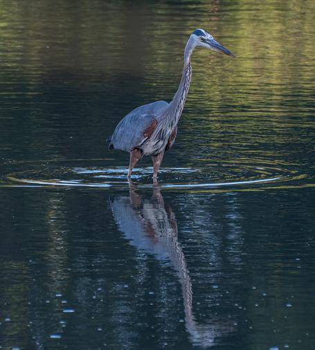 A Great Blue Heron, nearly up to it body, all the way up its long legs, in water.  A ripple spreads out from the bird as it took a step.  The water looks dark, but some trees in the background catching the sun and giving a brighter reflection.  The bird has its long neck extended upwards as it looks for some food in the water. The heron is blue-grey on back and wings, cinammon on the shoulders of the wing and top of legs.  The head has a blue line above the eye going backwards, white over the top of the head.  Long pointed bill.  The front of the neck has a cinammon pattern against white, almost herringbone pattern.  Large black pupil in the fading light, against a yellow background.