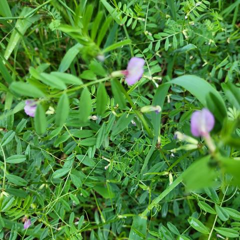 Rispen mit lila Blüten lange Stiele mit vielen Blättern