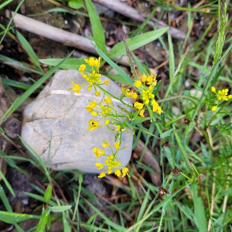 Pflanze mit kleinen gelben Blüten an einem Stein