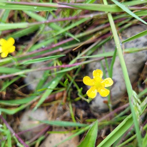Kleine gelbe Blüte 5 Blütenblätter