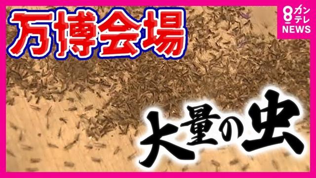 【万博】「虫」が大量発生…大屋根リングの上は大パニック　SNS上でも万博会場の虫が話題に　防虫スプレーは効果期待できず　夕方の活動時間を避けることが効果的　虫の正体は「ユスリカ」〈カンテレNEWS〉