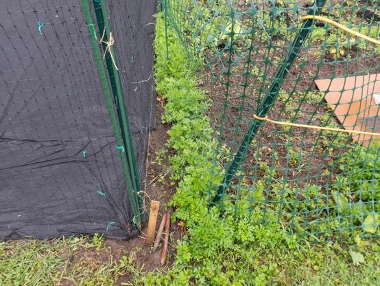 Weeds growing in sliver of ground between abutting vegetable plots that are each surrounded by plastic fencing.