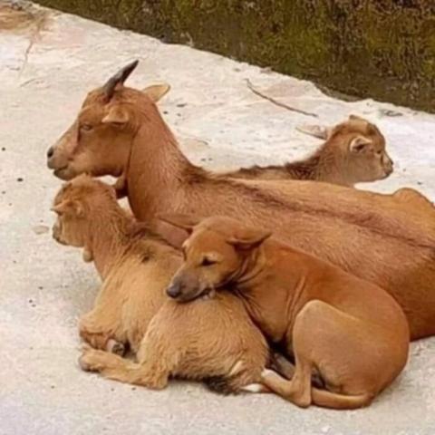 Dog hanging out lovingly with goats of the same color