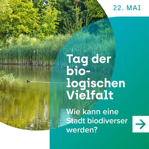 Eine Grafik vom Klima.Werk: Auf einem See schwimmt eine Ente, im Hintergrund steht der Schilf im Wasser.