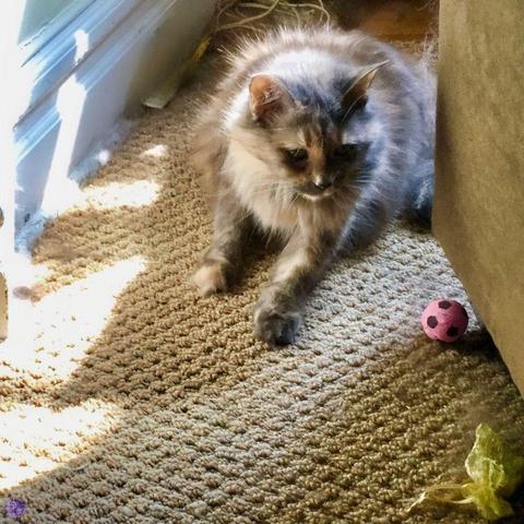 A long-haired dilute tortoiseshell cat with one cream front paw and one dark gray front paw pauses in sunlight, chasing after a pink toy and a yellow toy which appeared behind the couch during moving day.