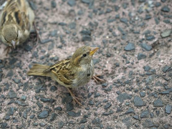 A small sparrow standing on cobbled cement, looking upwards towards the camera