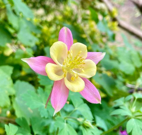 The top of an columbine flower the middle is a yellow firework of stamens and anthers with flat yellow coin-shaped pads on the ends. The inner round petals are a soft yellow with hollows in the centres. The outer petals are elongated and pink with pointed ends. The background is a blur of green foliage