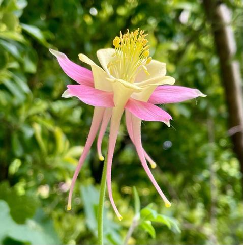The same flower from the side showing the long tubes that extend down into long tubes from the hollow tunnels in the yellow petals that fade into pink as they narrow but the tips are yellow again