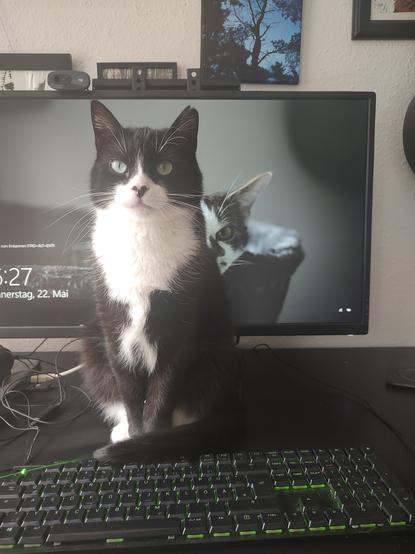 Der Kater Phips auf dem Schreibtisch. Vor ihm eine Tastatur und im Hintergrund ein Bildschirm. Als Hintergrundbild auf dem Bildschirm ist ein Bild des Kater Sammy zu erkennen