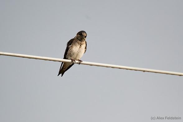 Purple Martin standing on a wire