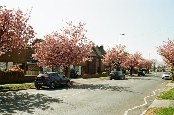 Cherry Trees lining the road