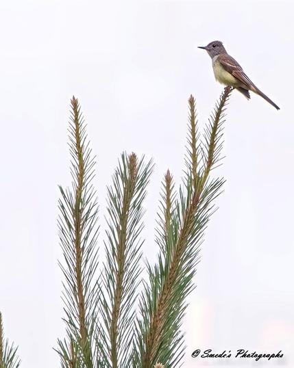 "This image captures a great crested flycatcher perched at the very top of a slender pine branch, its delicate yet sturdy frame poised against the soft, pale sky. The bird’s striking features stand out—the gentle gray of its head, blending seamlessly into the warm brown tones of its wings and tail, while its belly gleams a subtle yellow. Its beak is slightly open, suggesting it might be in mid-call, sharing its song with the world. The pine needles surrounding the branch create a fine-textured contrast, their long, thin shapes reaching outward like nature’s brushstrokes. With the serene sky as a backdrop, the scene feels peaceful, an unspoken harmony between the bird and its surroundings. The photograph is signed "© Swede's Photographs" in the bottom right corner." - Copilot