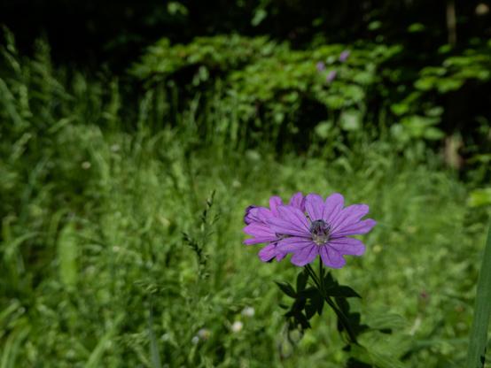 A vibrant purple wildflower in full bloom stands out in sharp focus against a lush green background of blurred foliage and grass. The flower's delicate petals are clearly visible, creating a striking contrast with the surrounding greenery of a natural, wild garden.