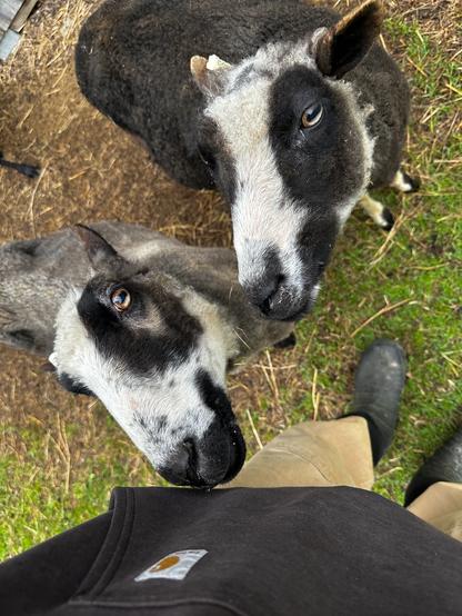 Two Finn sheep with white striped faces look up at the farmer expectantly.