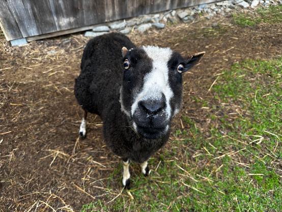 A Finn sheep looks expectantly at the farmer trying to use mind tricks to get treats.