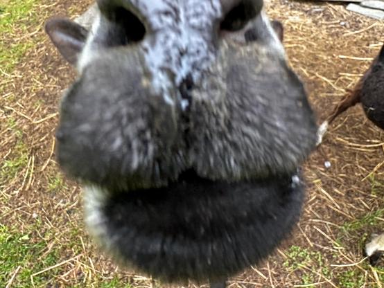 An extreme closeup of a sheep's nose as she tries a more aggressive manner of getting treats.
