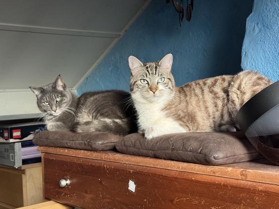 Two curious cats